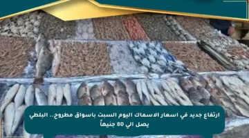 ارتفاع جديد في أسعار الأسماك اليوم السبت بأسواق مطروح.. البلطي يصل إلى 80 جنيهاً
